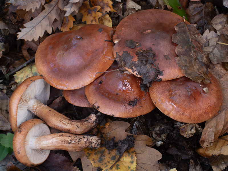Tricholoma ustaloides Tricholoma ustaloides